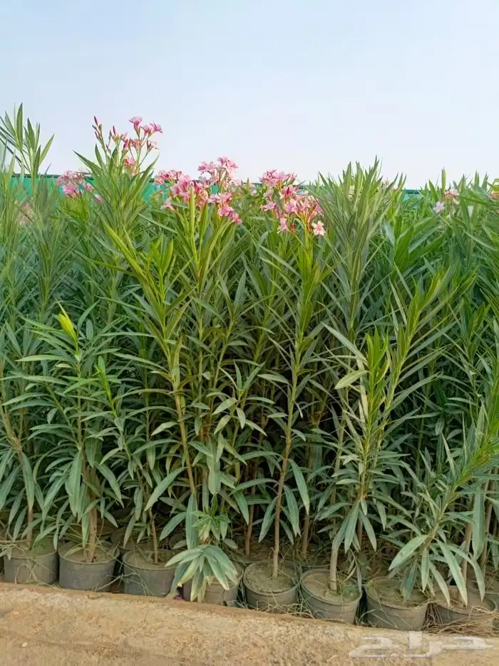 جميع انواع الأشجار متوفرة بالجملة   تأسس مشاتل  حدايق خاص 10