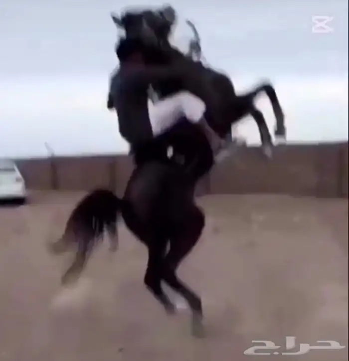 حصان شعبي شيخ 0