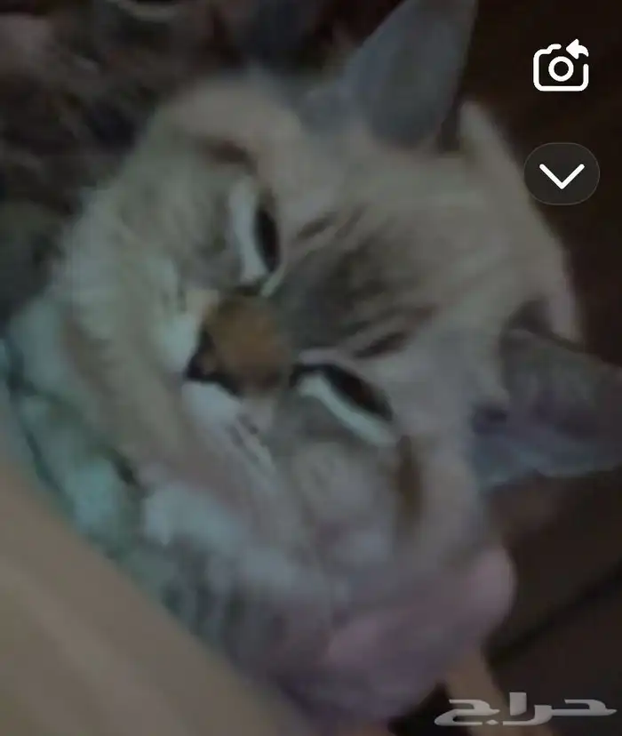 همالايا 1