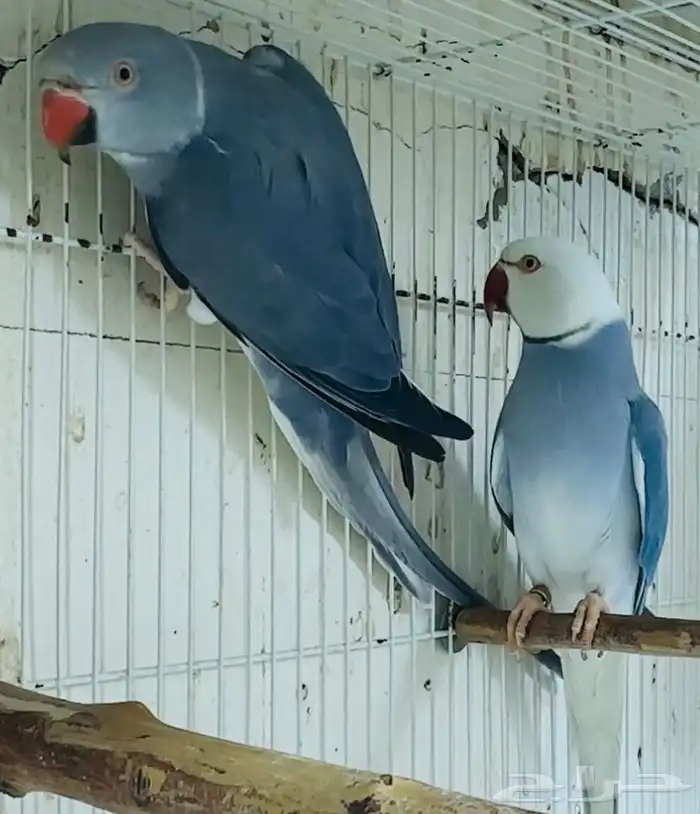 للبيع زوج دره فايلوت كلير تيل وايت هيد فخم 2