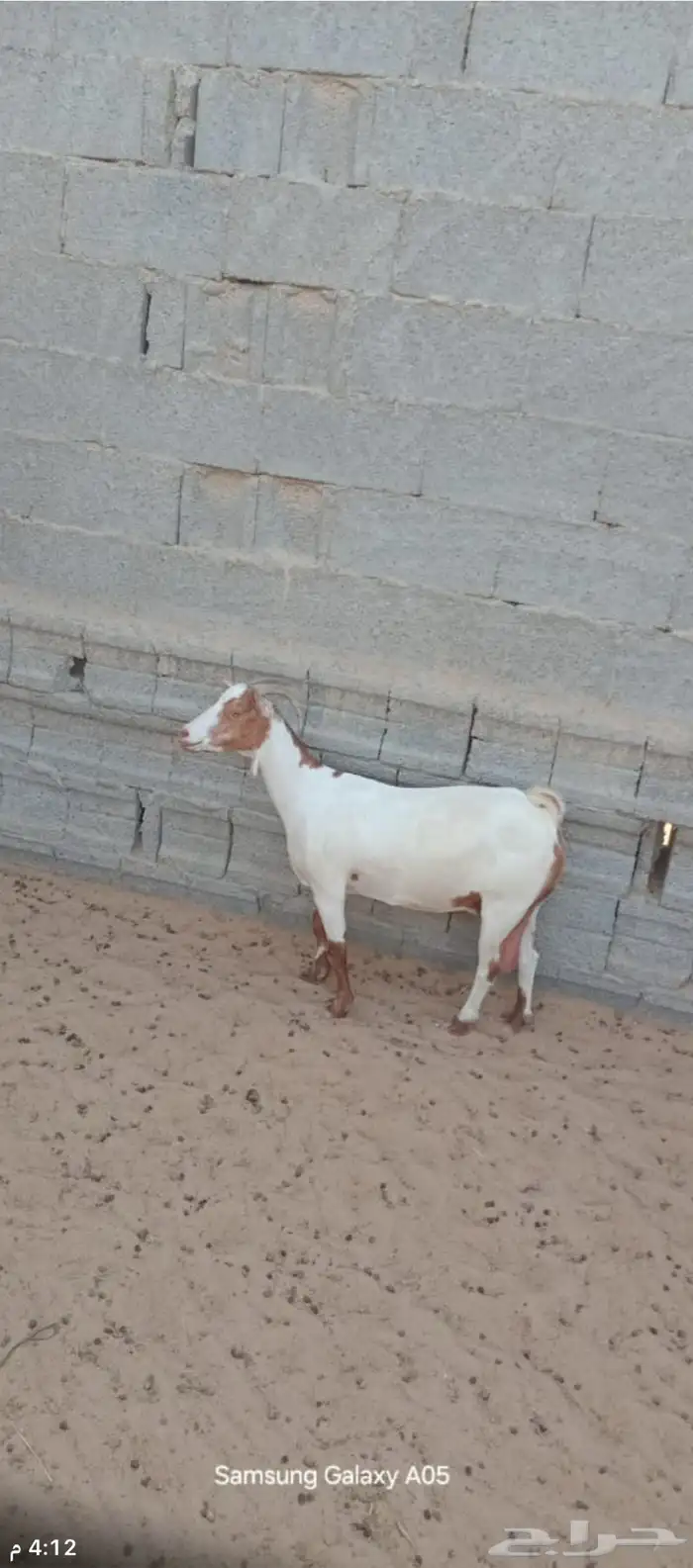 عنز للبيع 3