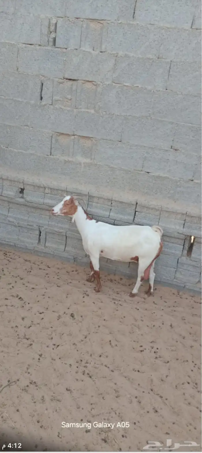 عنز للبيع 2
