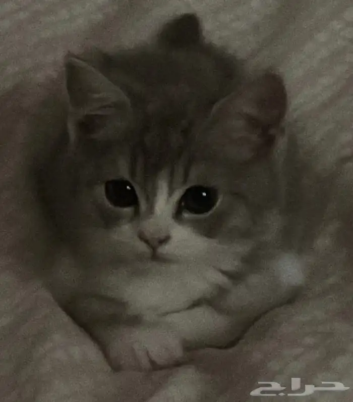 قطه صغيره للبيع 0