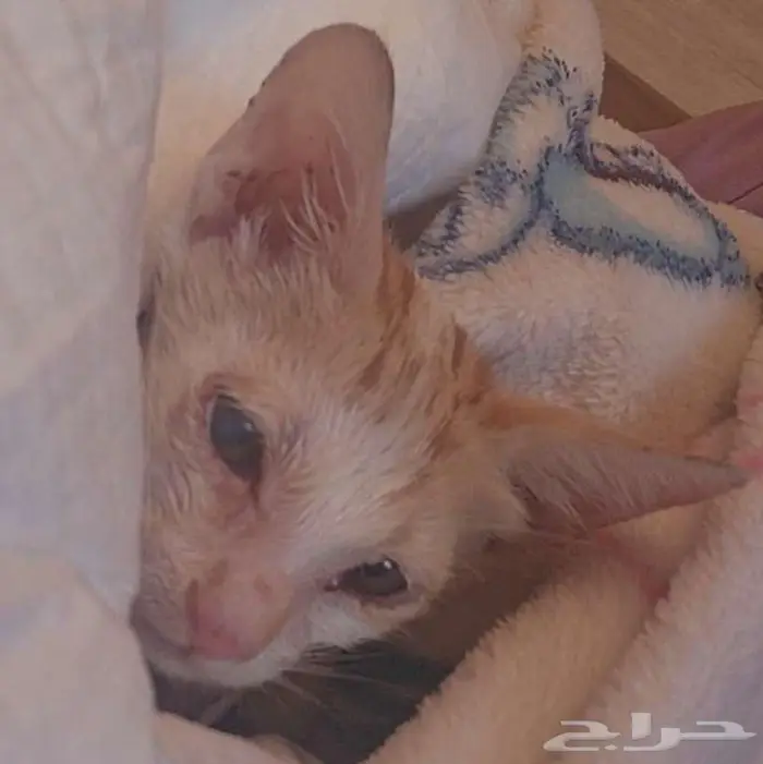 قط منقذ مهدد بالطرد من المنزل 0
