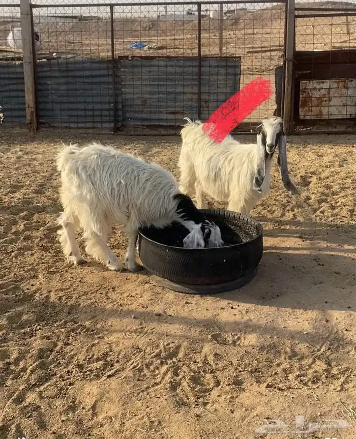 جفره جذعه للبيع 0