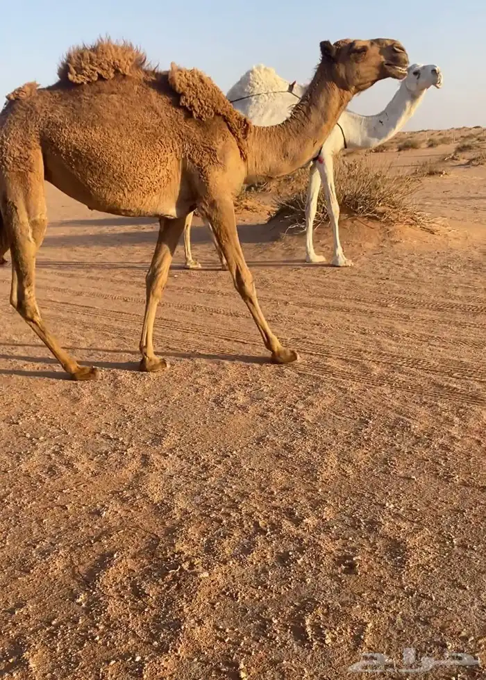 بكره شعلا حقه 2