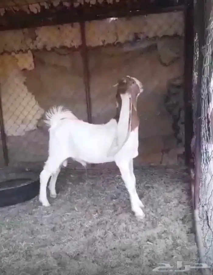 تيس مشروك 2