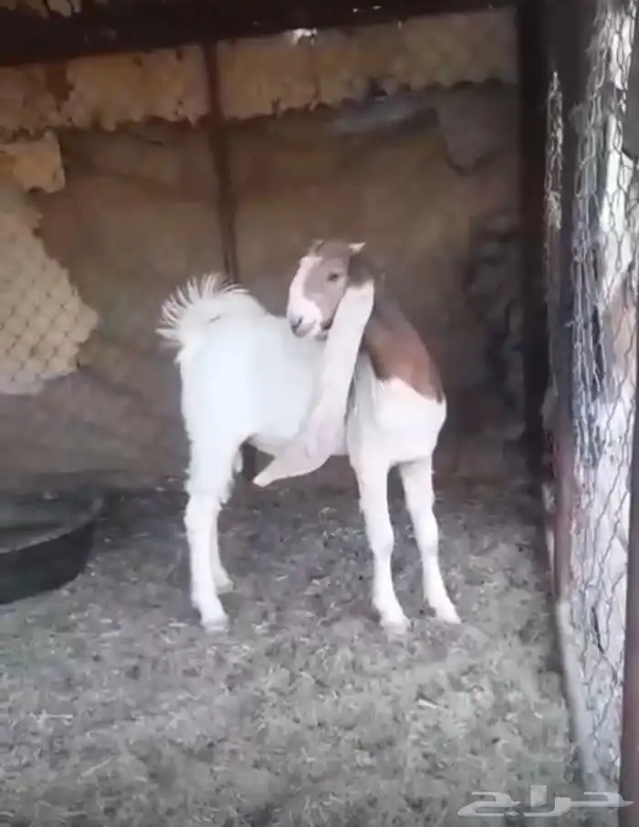 تيس مشروك 0