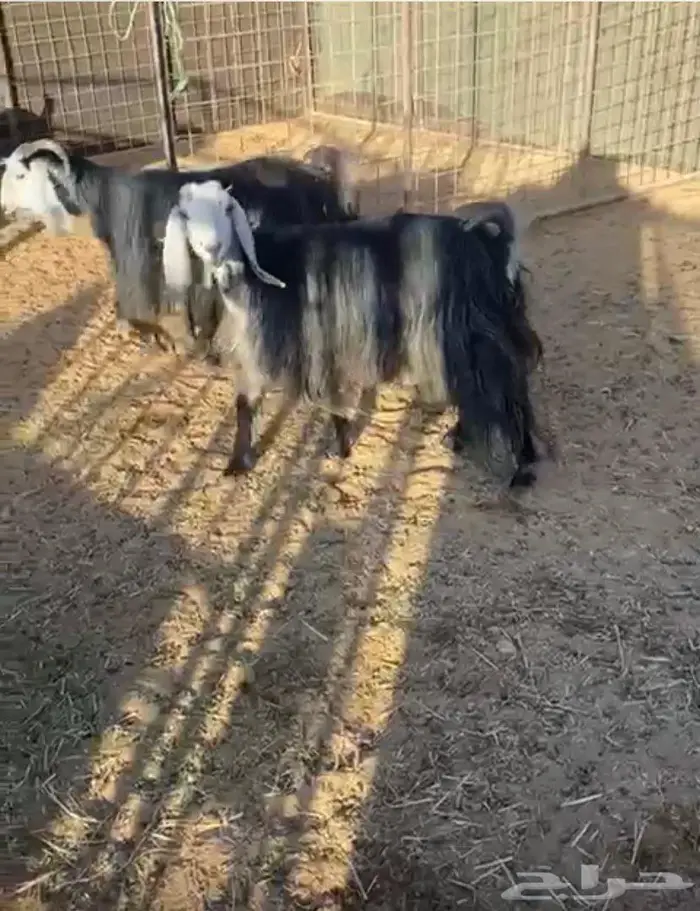 معزا بفحلها 0