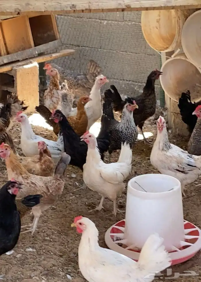 دجاج بلدي مع تركي 2
