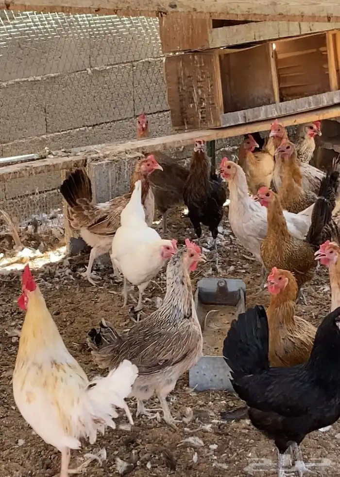 دجاج بلدي مع تركي 1