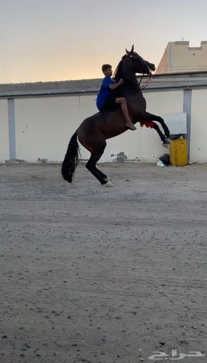 احصان 1