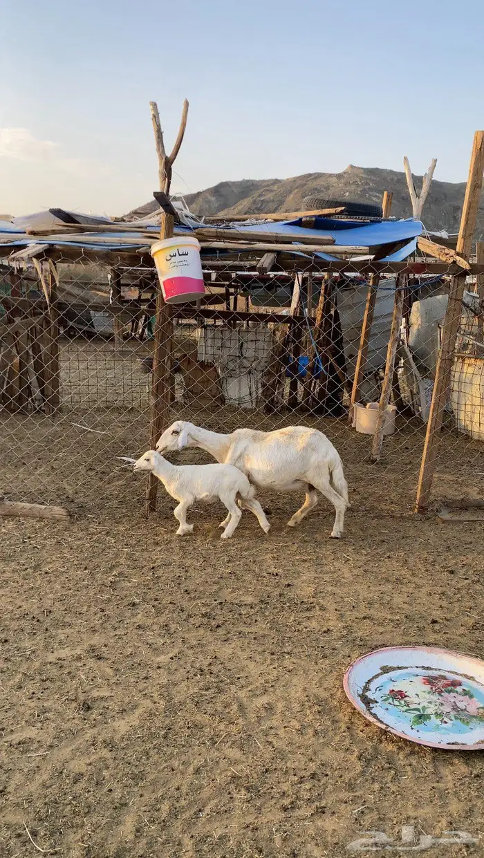 نعجه معها رخل طيبه جدا 3