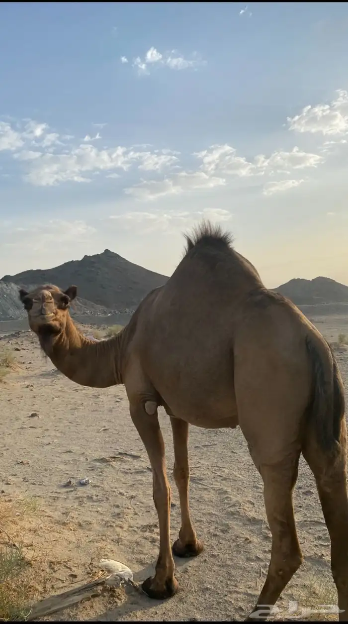 اعرض لكم ناقه لقحه 7