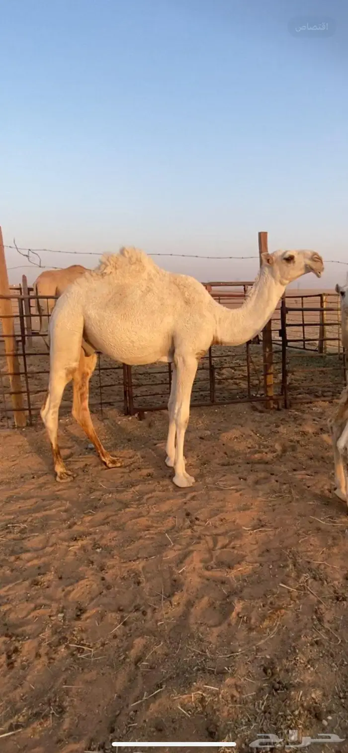 القعود حيسوني 1