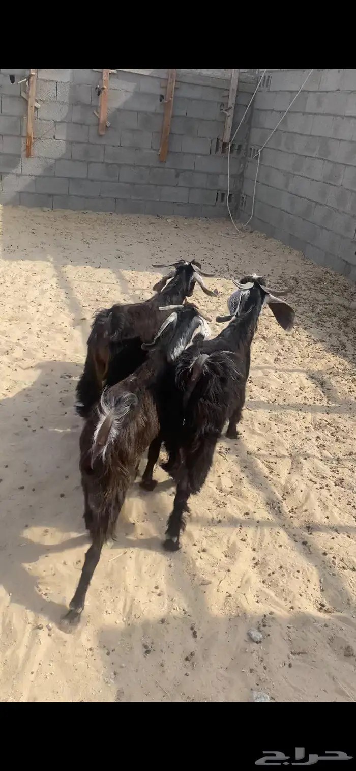 تيوس ذبايح فل 1