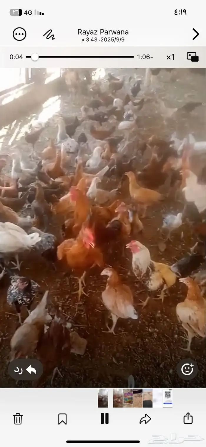 دجاج بلدي مهجن مع فارسي 1