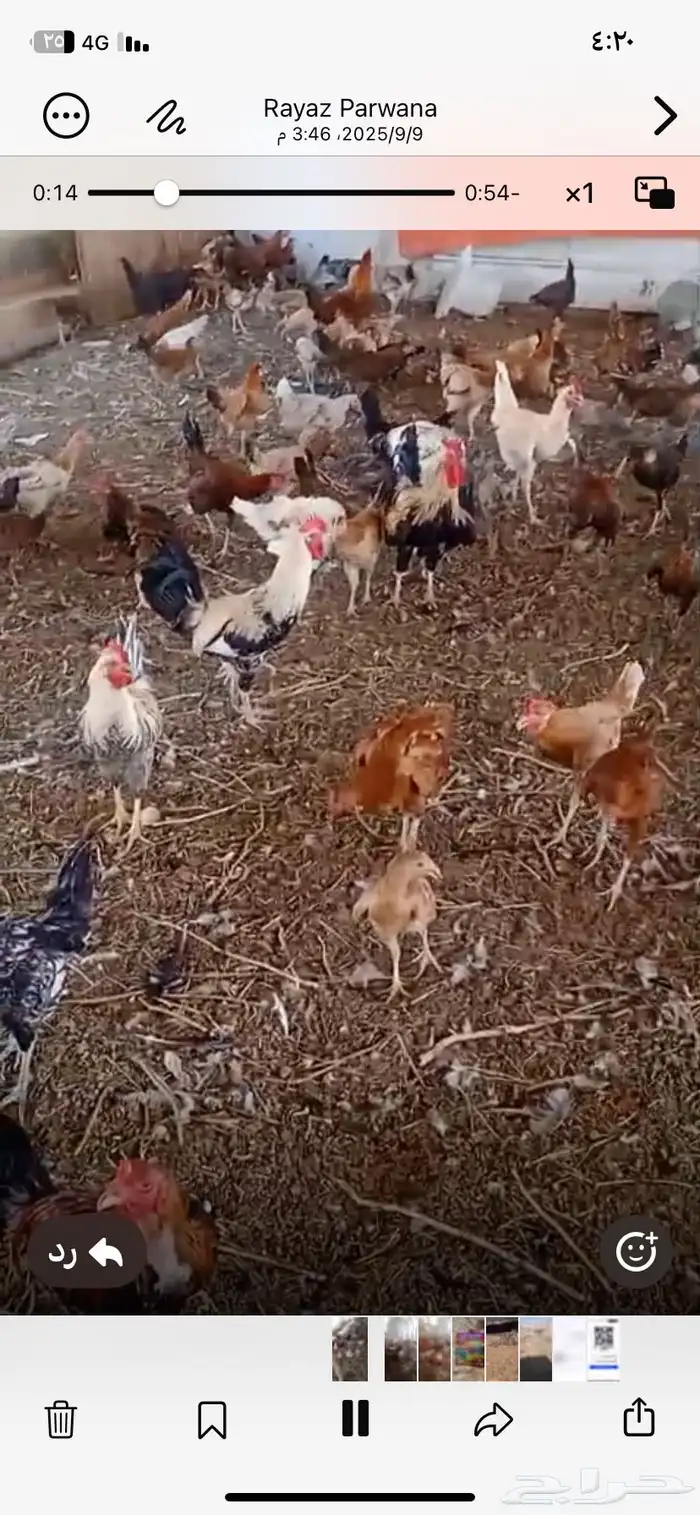 دجاج بلدي مهجن مع فارسي 3
