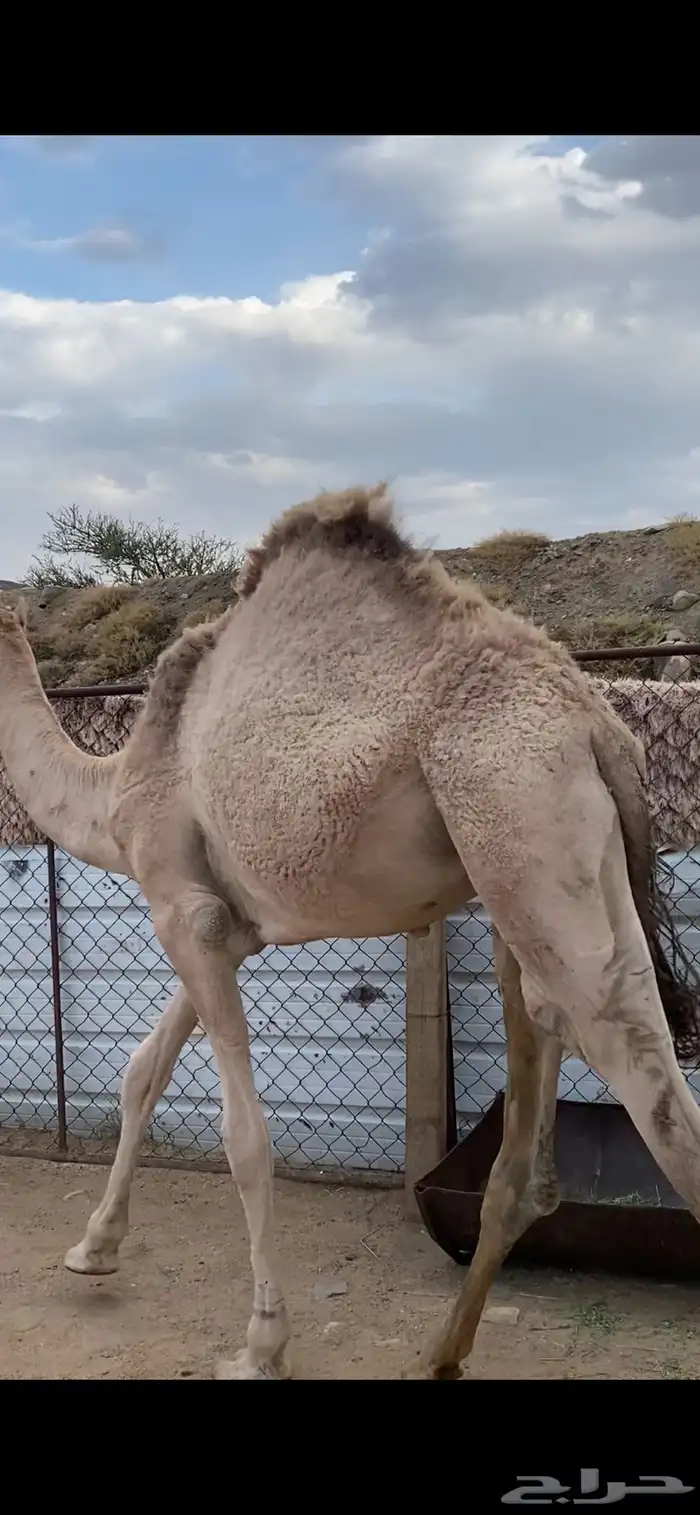قعود مفرود على حليب امه كفو 1