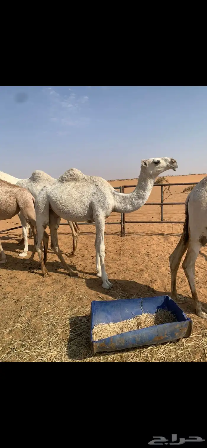بكره باتليه مفروده جدها الحاكم بن قريع 0