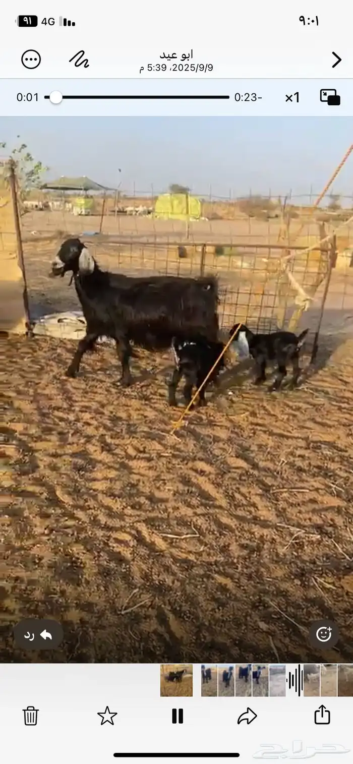 معزاء عوارض خلفات 0