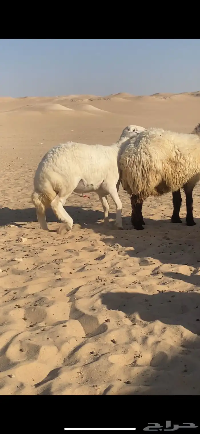 خروف مشروط حرش جذع فاخر شرط قريع جرمه كفو 2