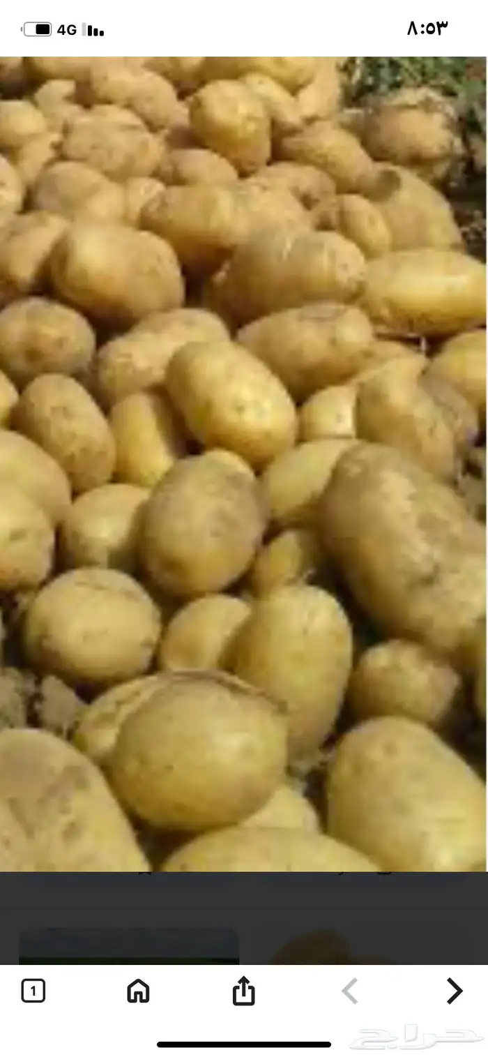 بطاطس رجيع يصلح علف للحلال 0