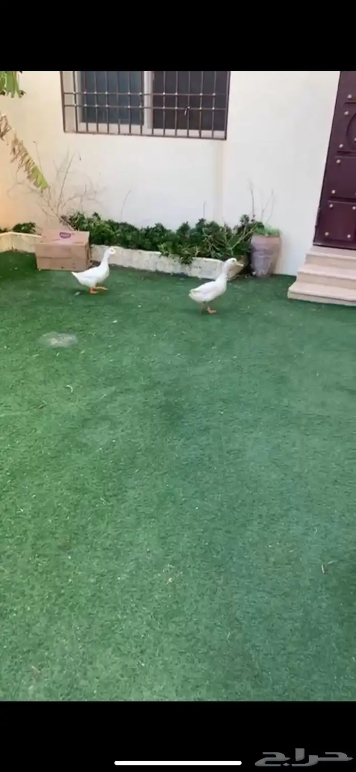 بط بكيني علئ وشك بيض 1