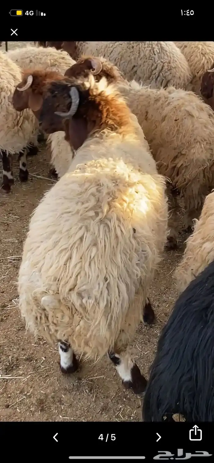 جذعان نعيمي بلدي 2