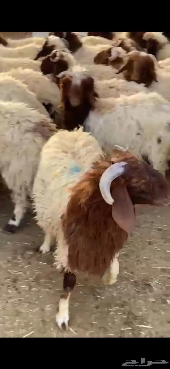 جذعان نعيمي بلدي 3
