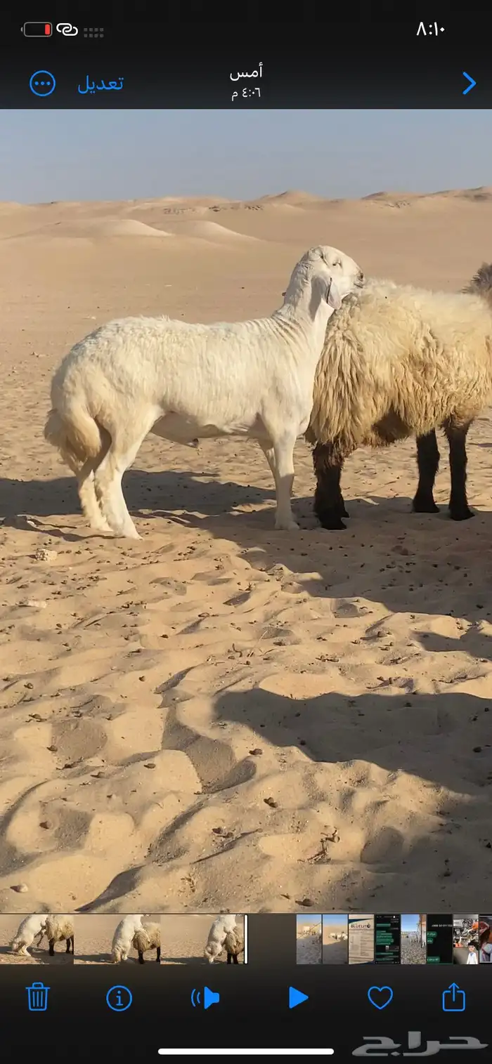 خروف مشروط حرش جذع فاخر شرط قريع جرمه كفو 0