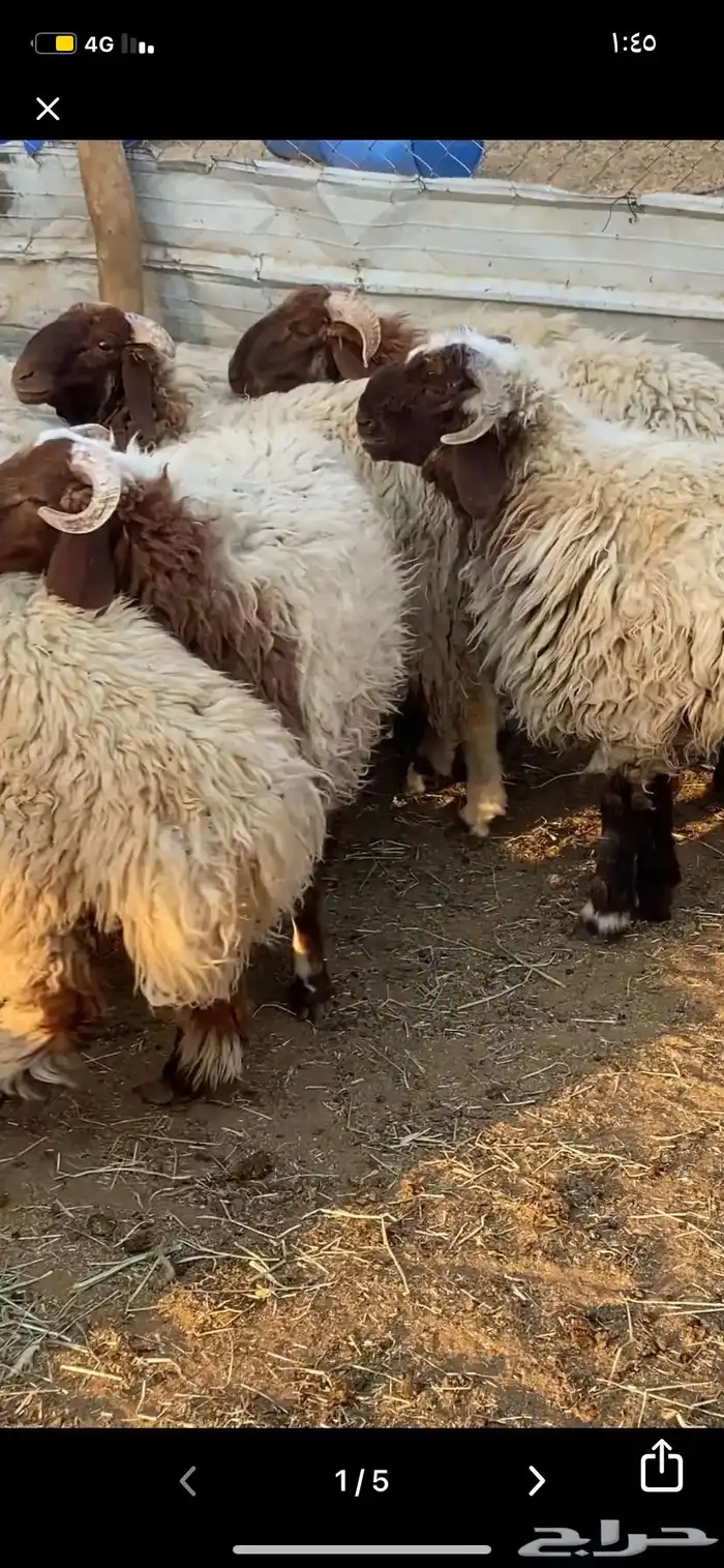 جذعان نعيمي بلدي 0