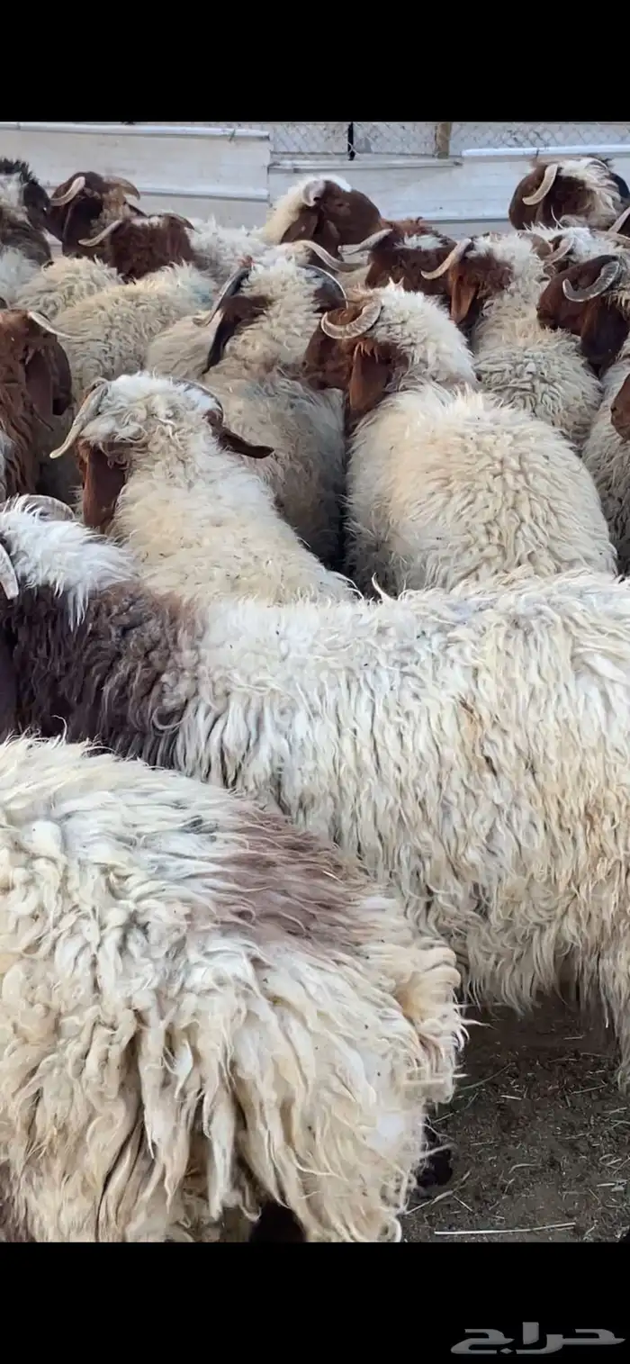 جذعان نعيمي بلدي 7