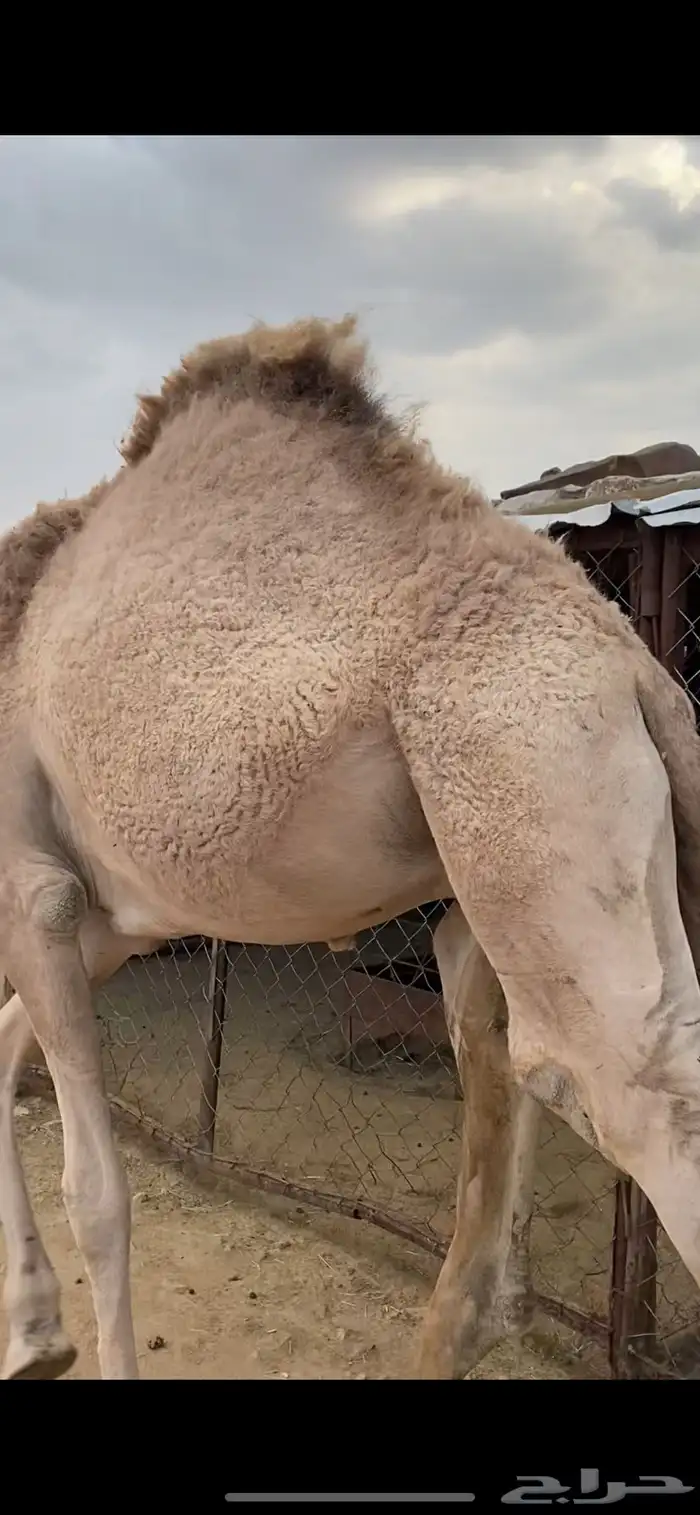 قعود مفرود على حليب امه كفو 0