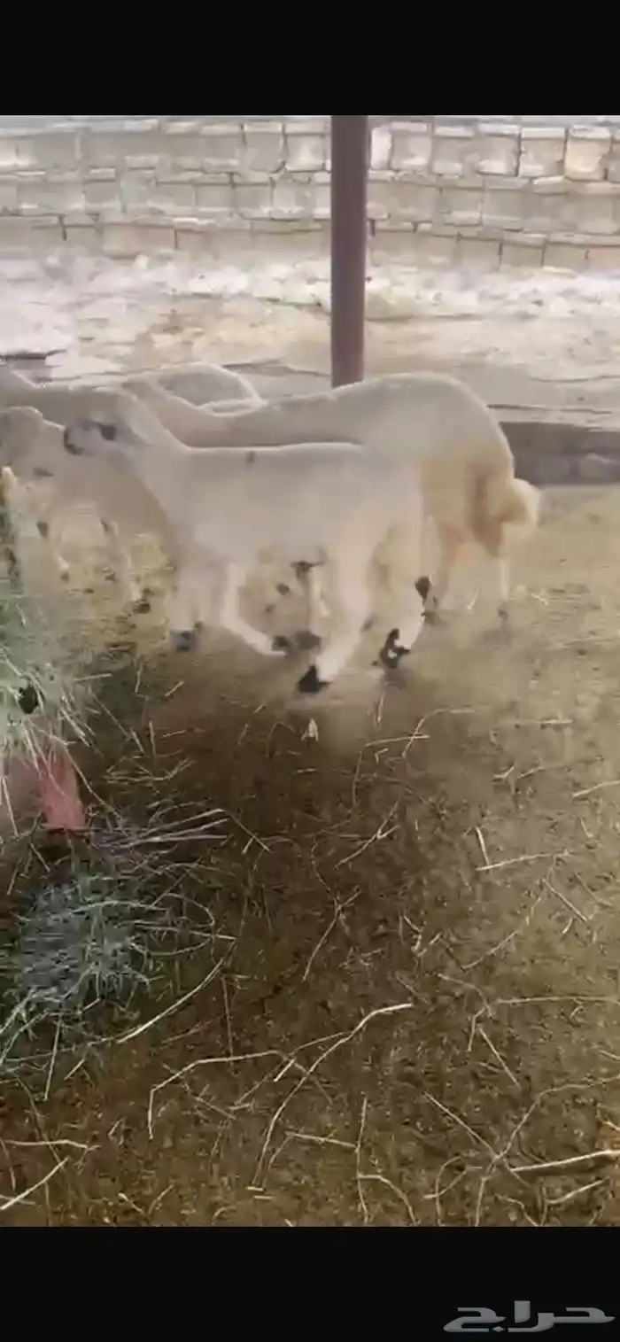 4 خرفان و5 رخال 1