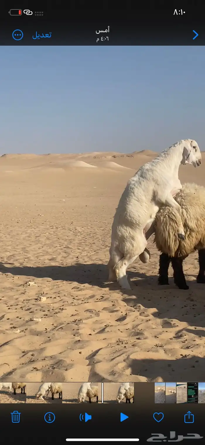 خروف مشروط حرش جذع فاخر شرط قريع جرمه كفو 1