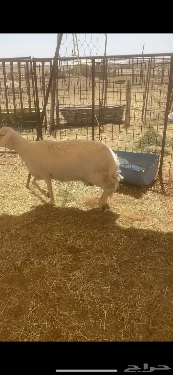 شاه حاصب وفحل علا جميع الشروط 0
