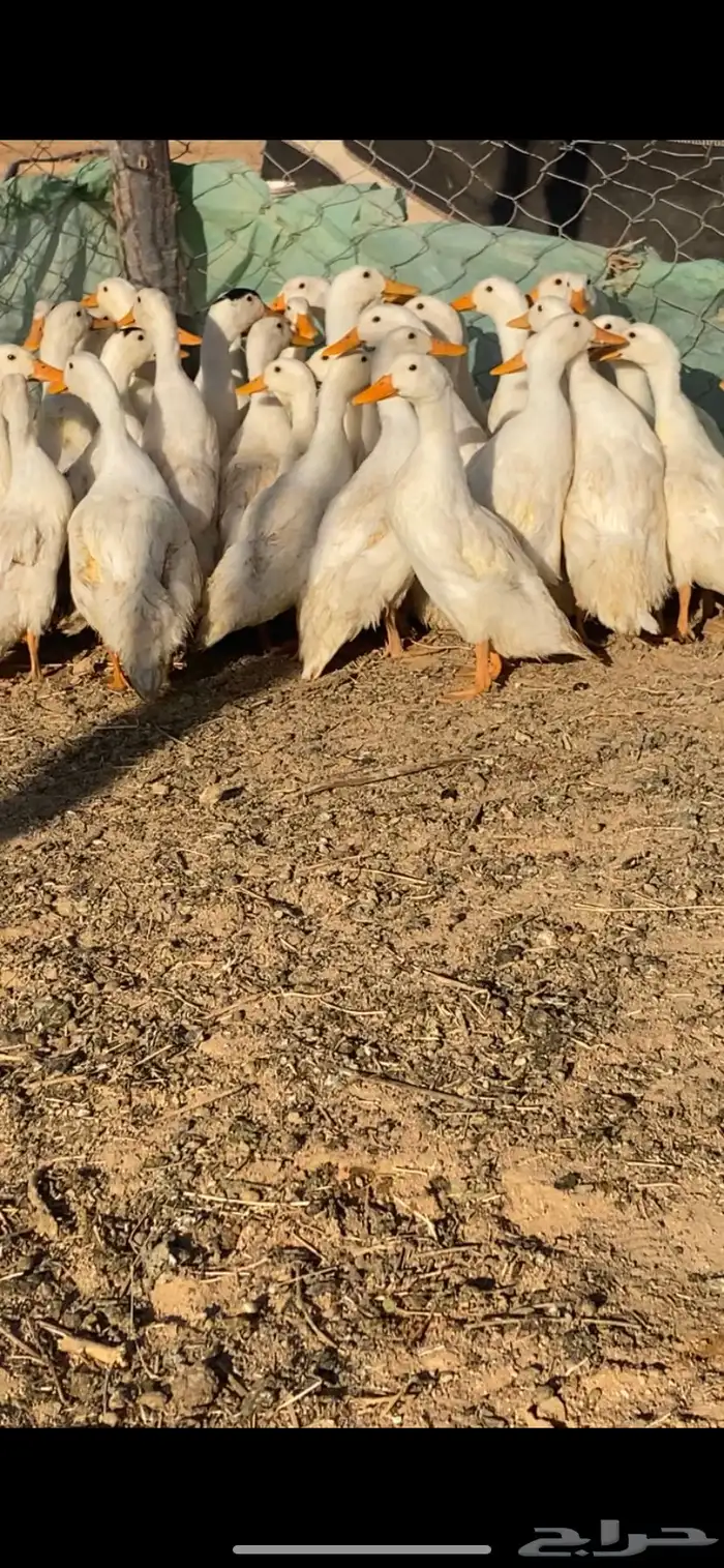بط بكيني للبيع 0
