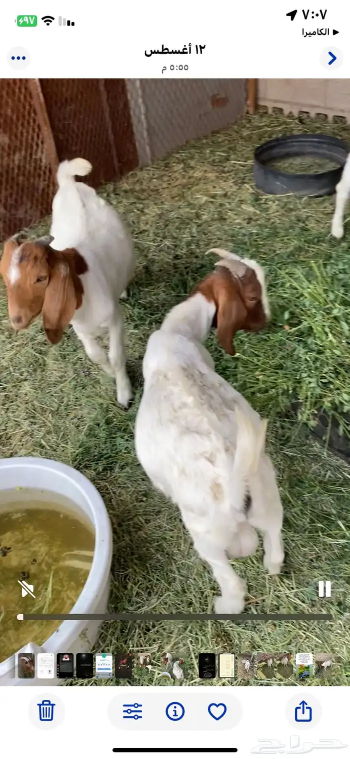 تيوس بورقيت 2