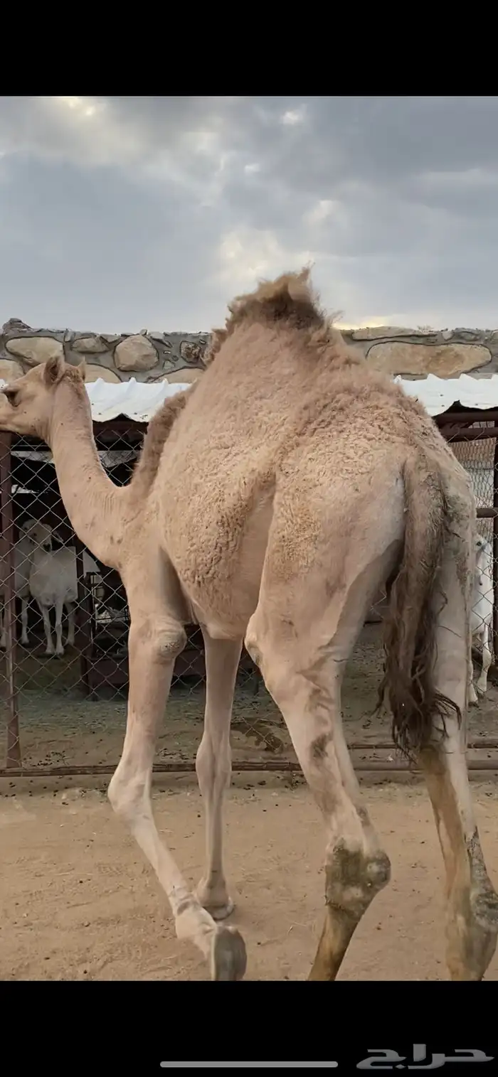 قعود مفرود على حليب امه كفو 2