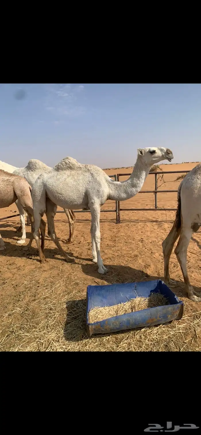 بكره باتليه مفروده جدها الحاكم بن قريع 1