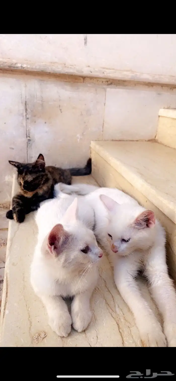قطط عمرهم 5 شهور 0