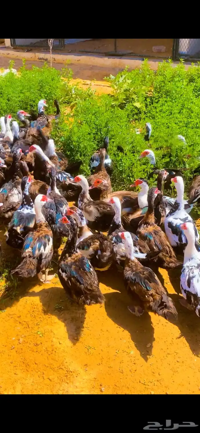اللبيع بط مصري بياض العدد 50 4