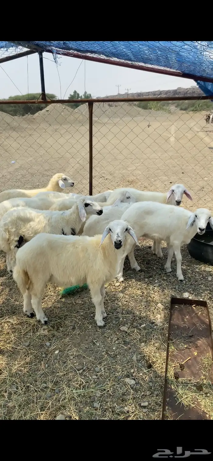 رخال ذبايح حريه 0