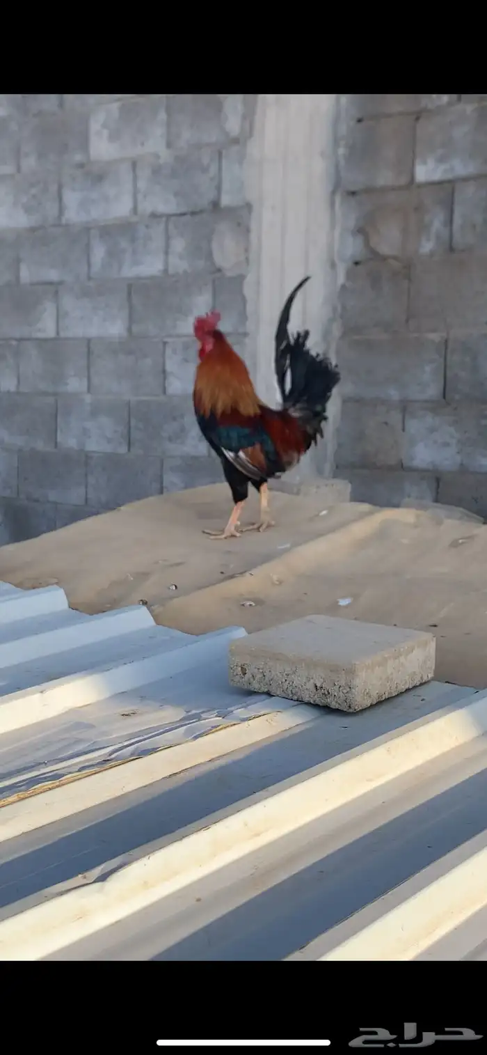 ديك عربي افرق 4