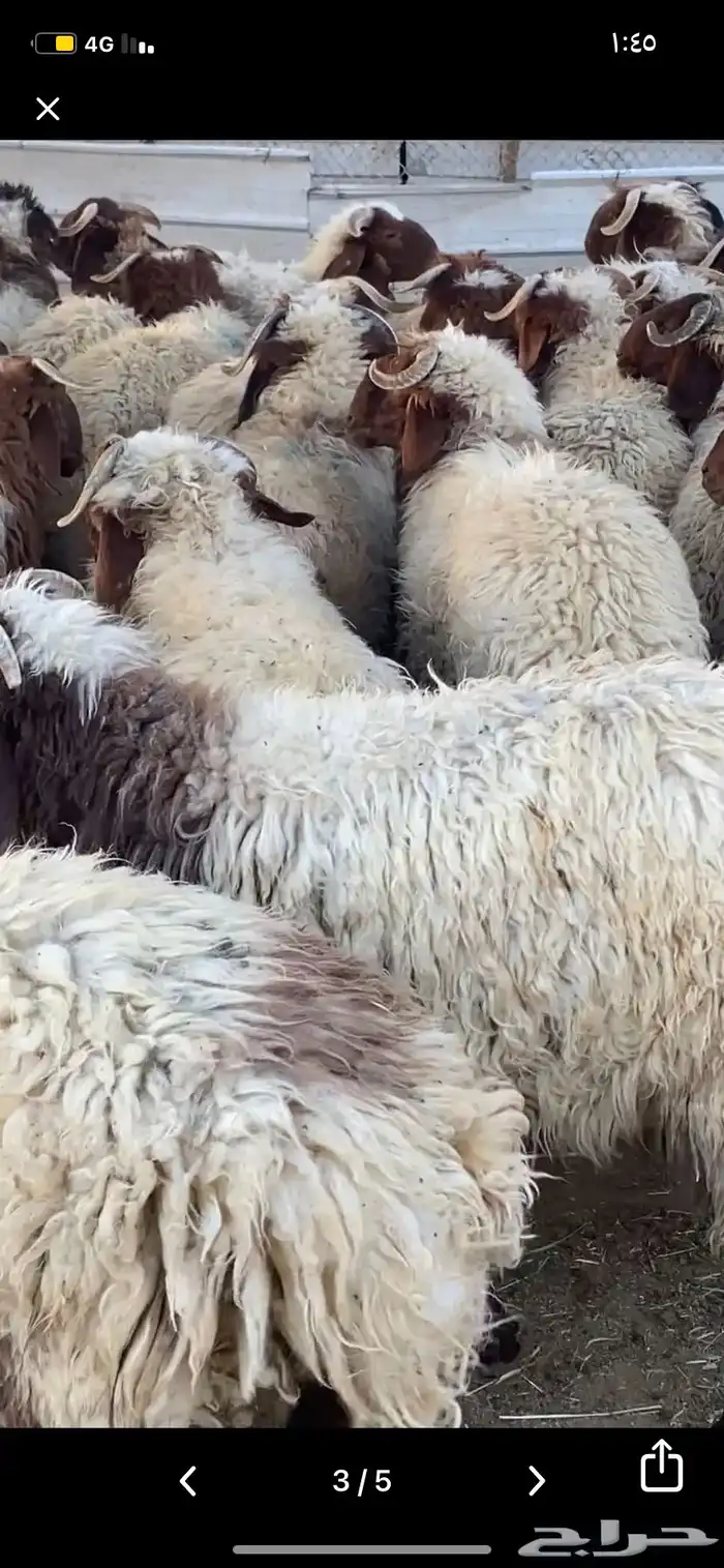 جذعان نعيمي بلدي 5