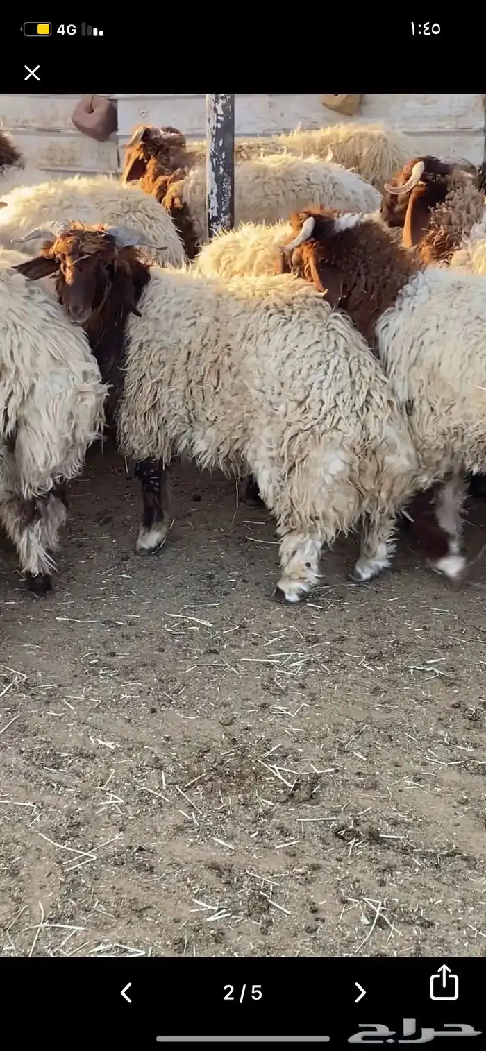 جذعان نعيمي بلدي 6