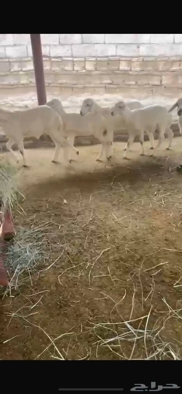 4 خرفان و5 رخال 2