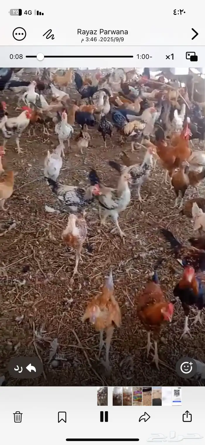 دجاج بلدي مهجن مع فارسي 2