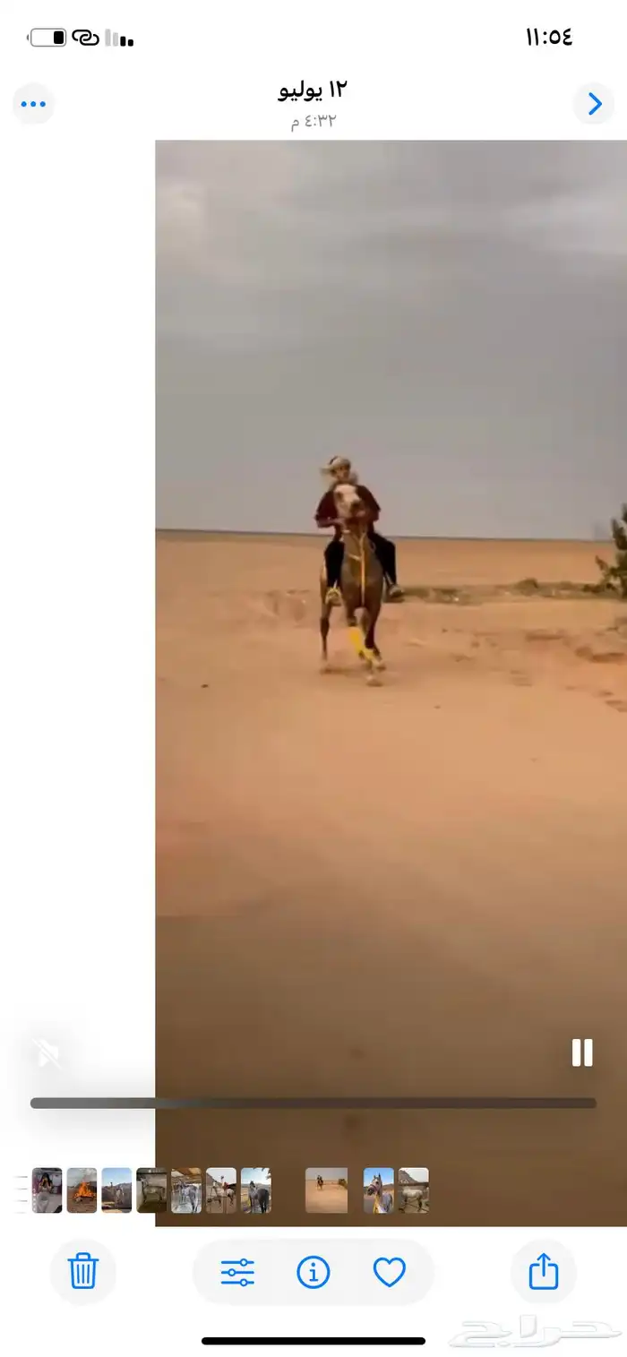 حصان شعبي 2